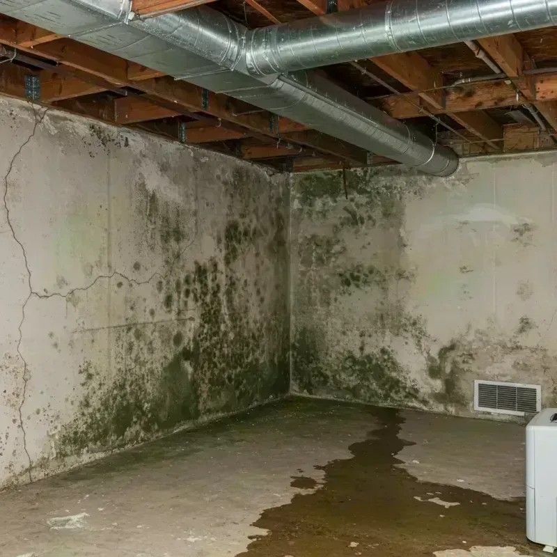 Professional Mold Removal in Homer Glen, IL